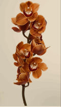 Cymbidium