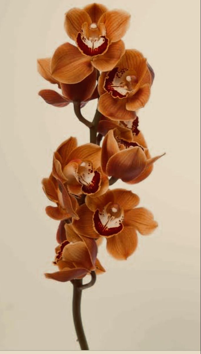 Cymbidium