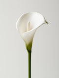 Calla