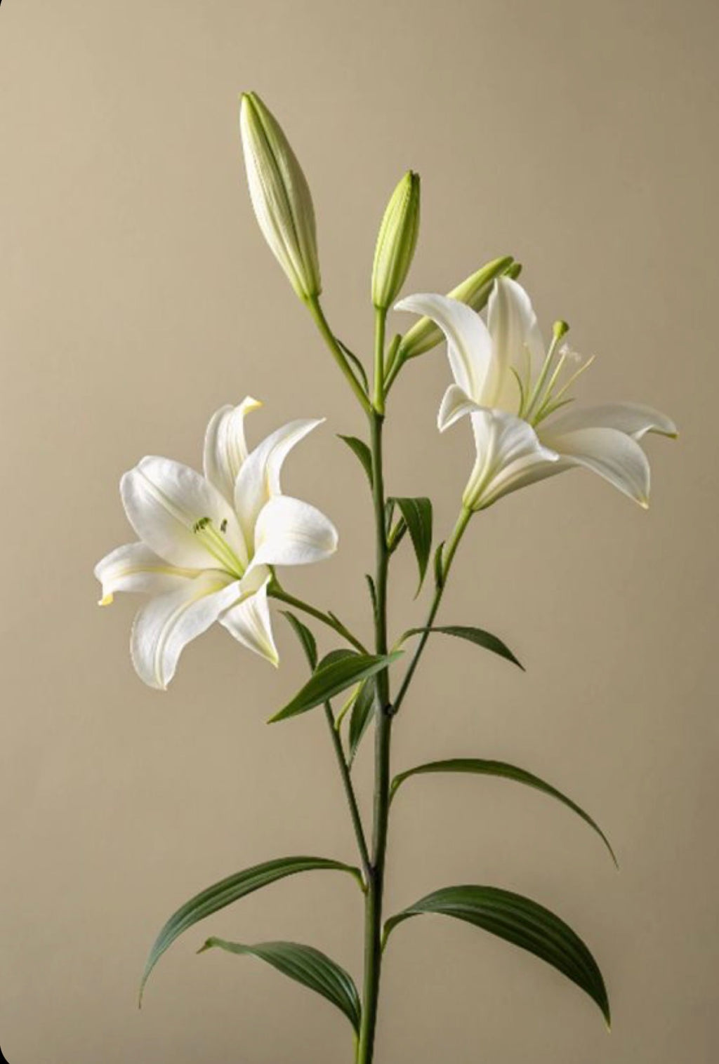 Lillie