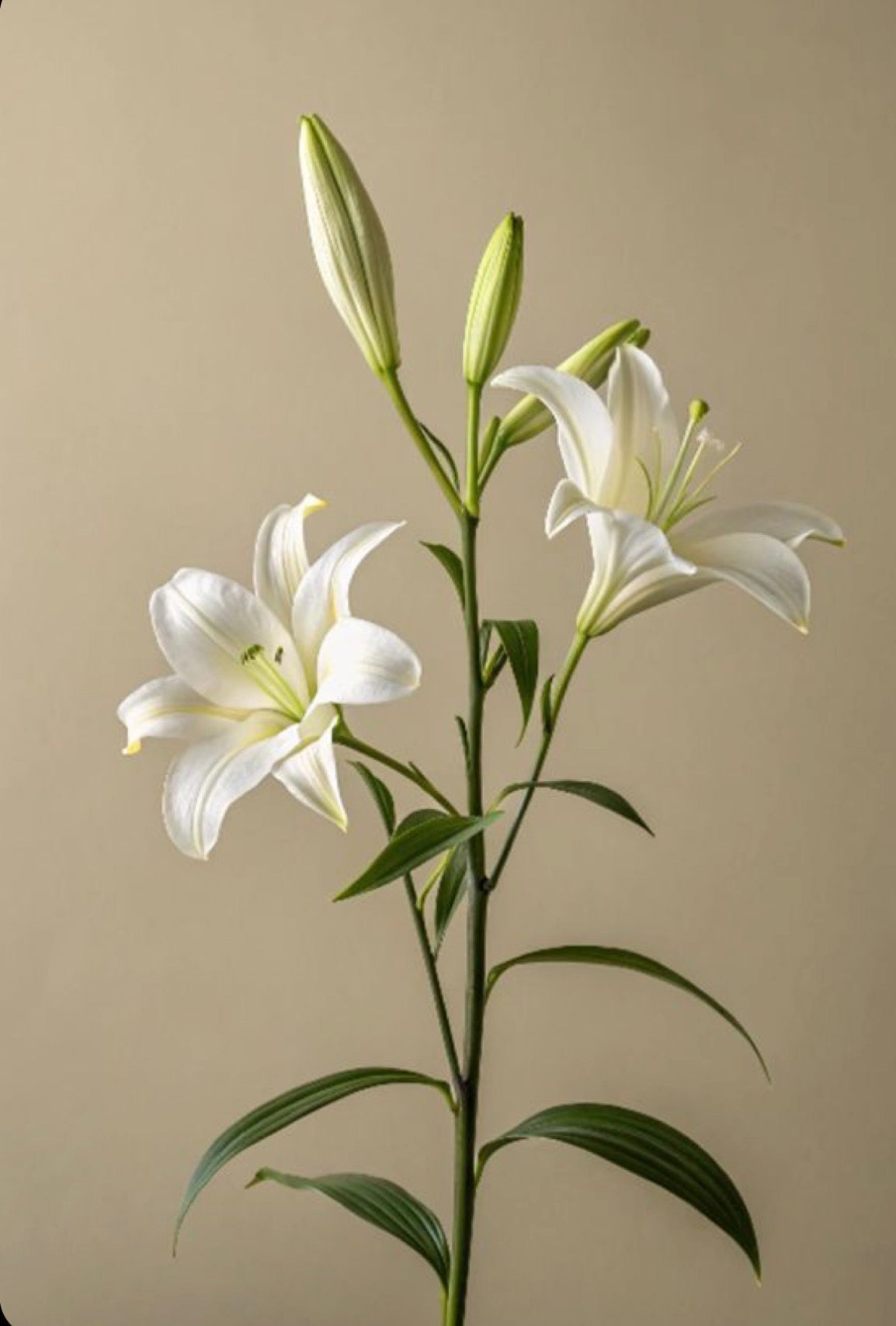 Lillie