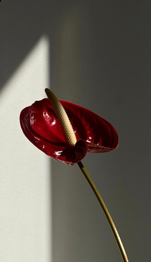 Anthurium