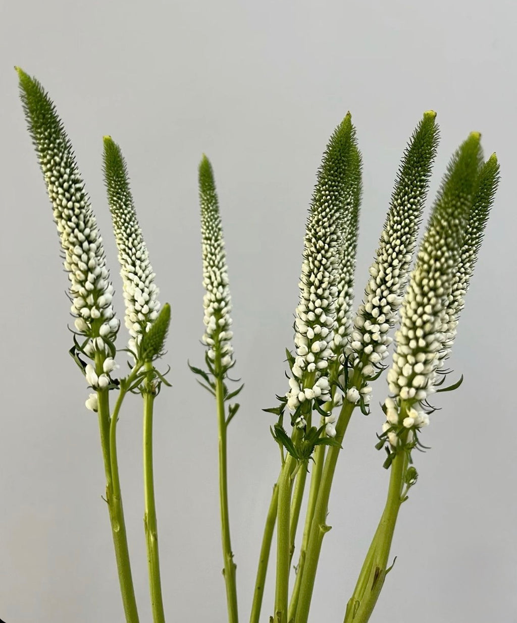 Snap Dragon