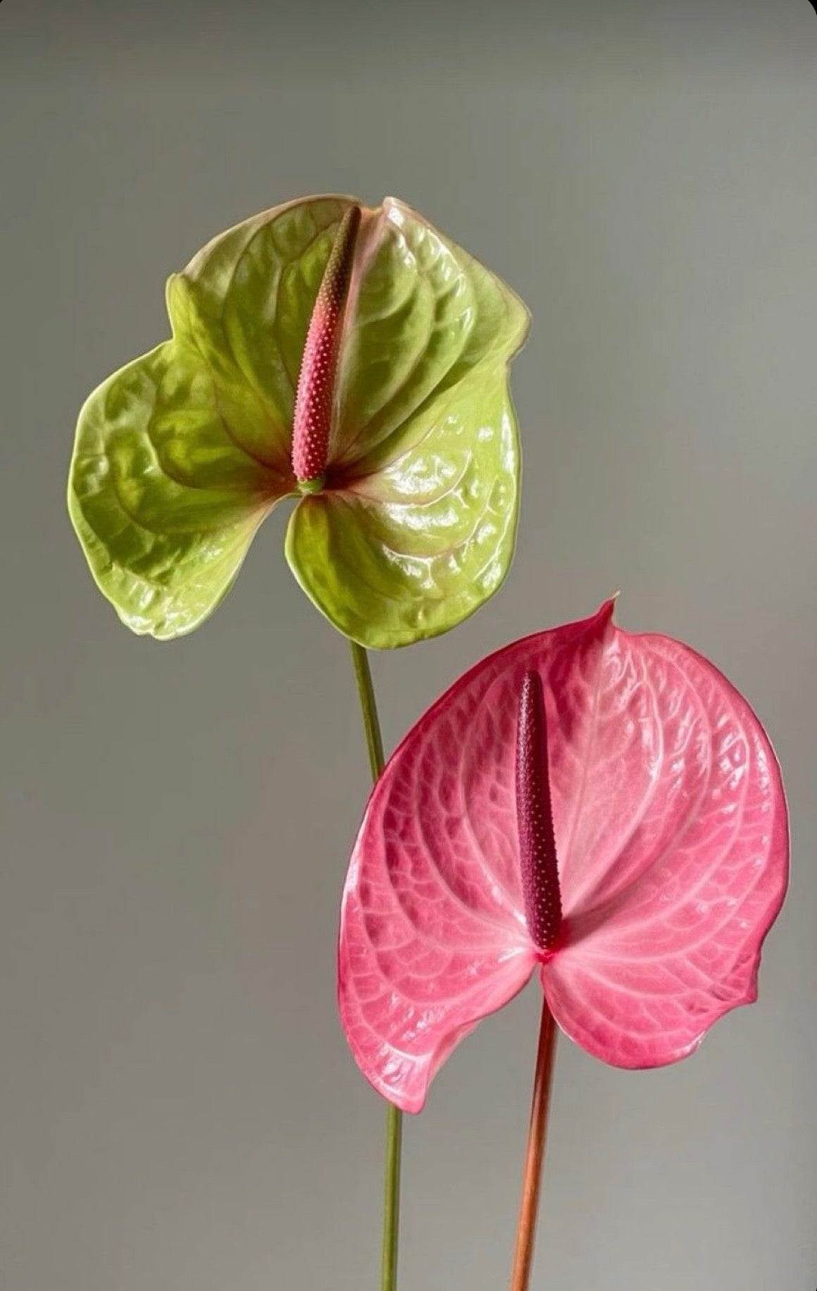 Anthurium
