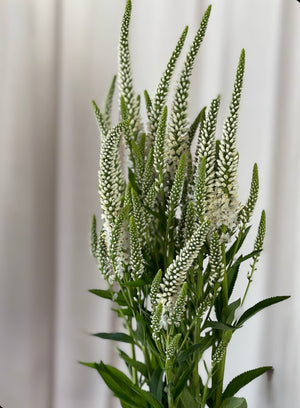 Snap Dragon