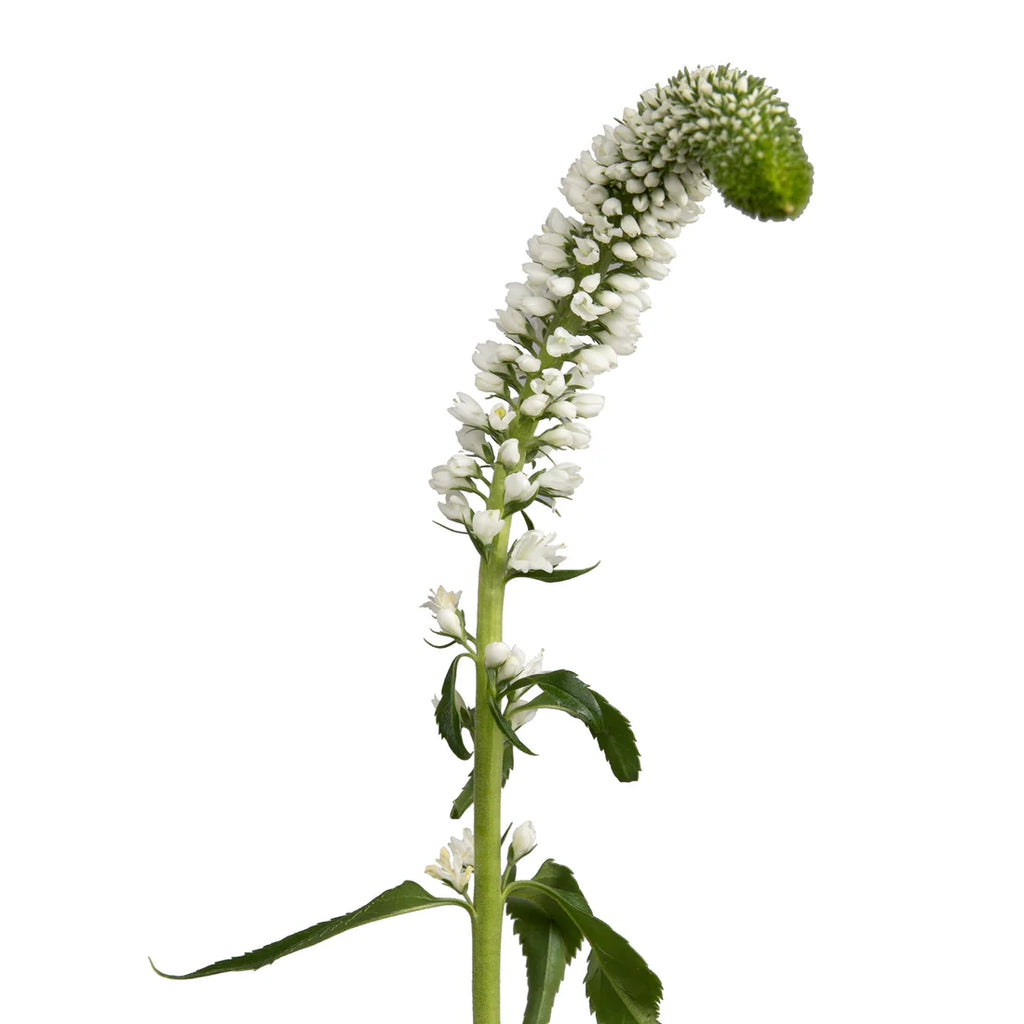 Snap Dragon