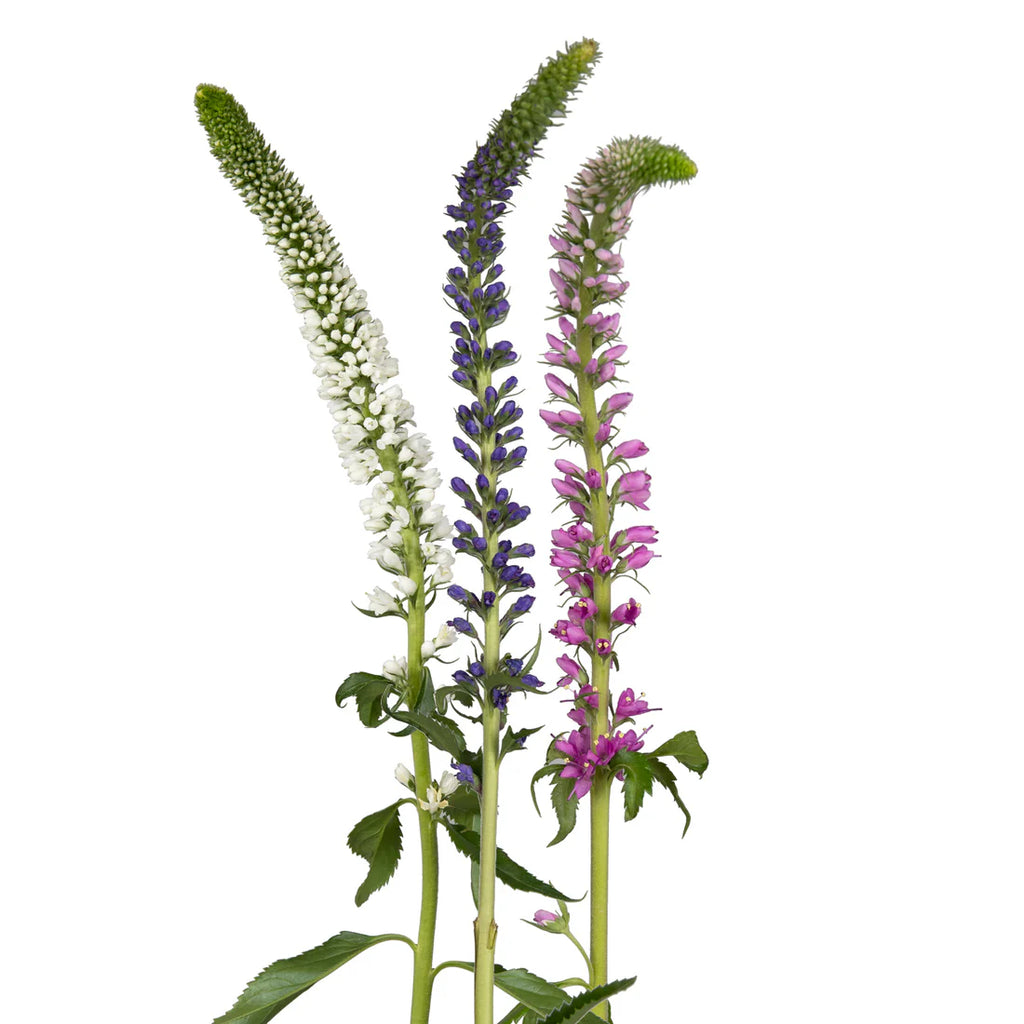 Snap Dragon