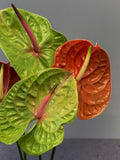 Anthurium