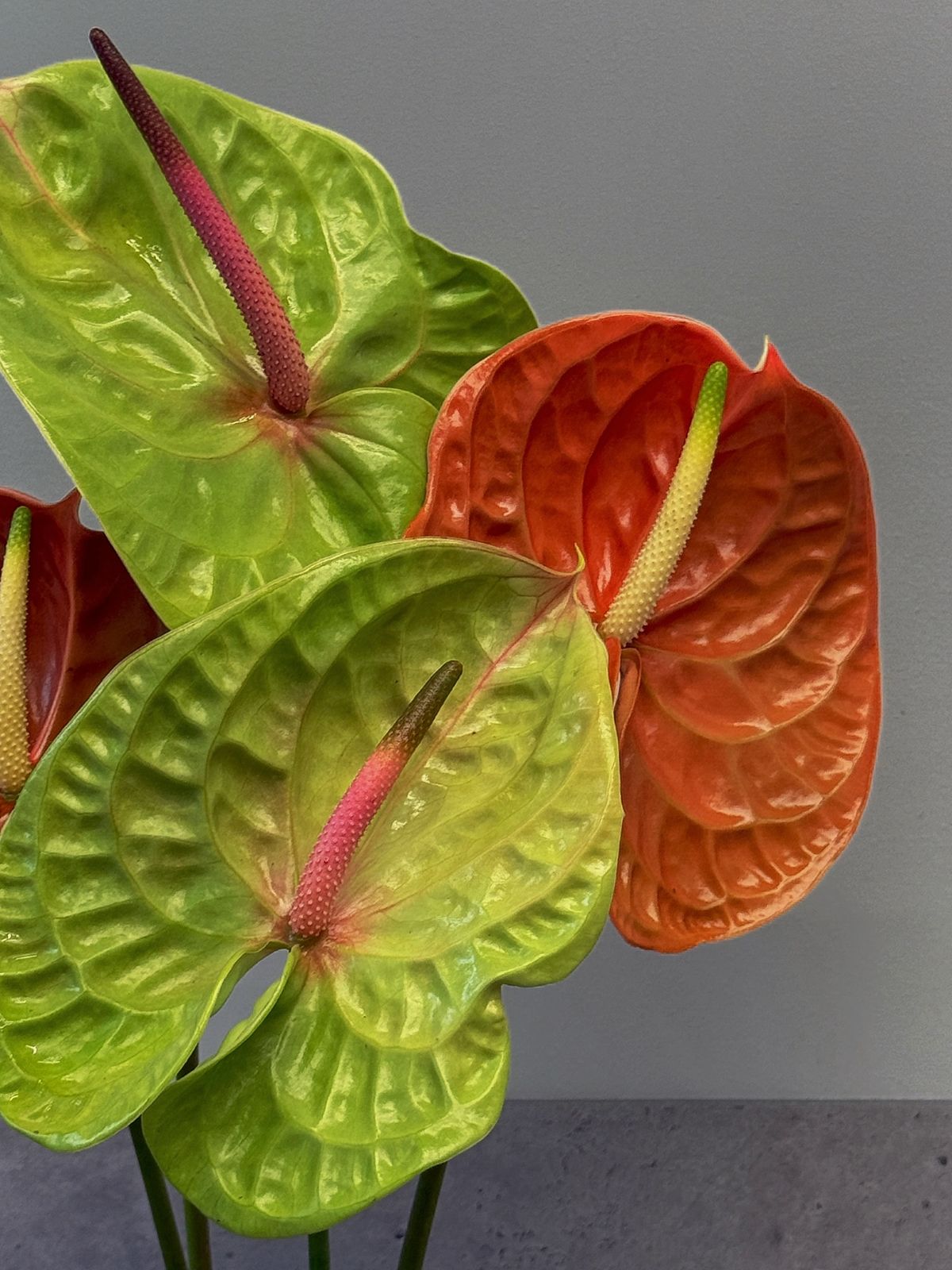 Anthurium