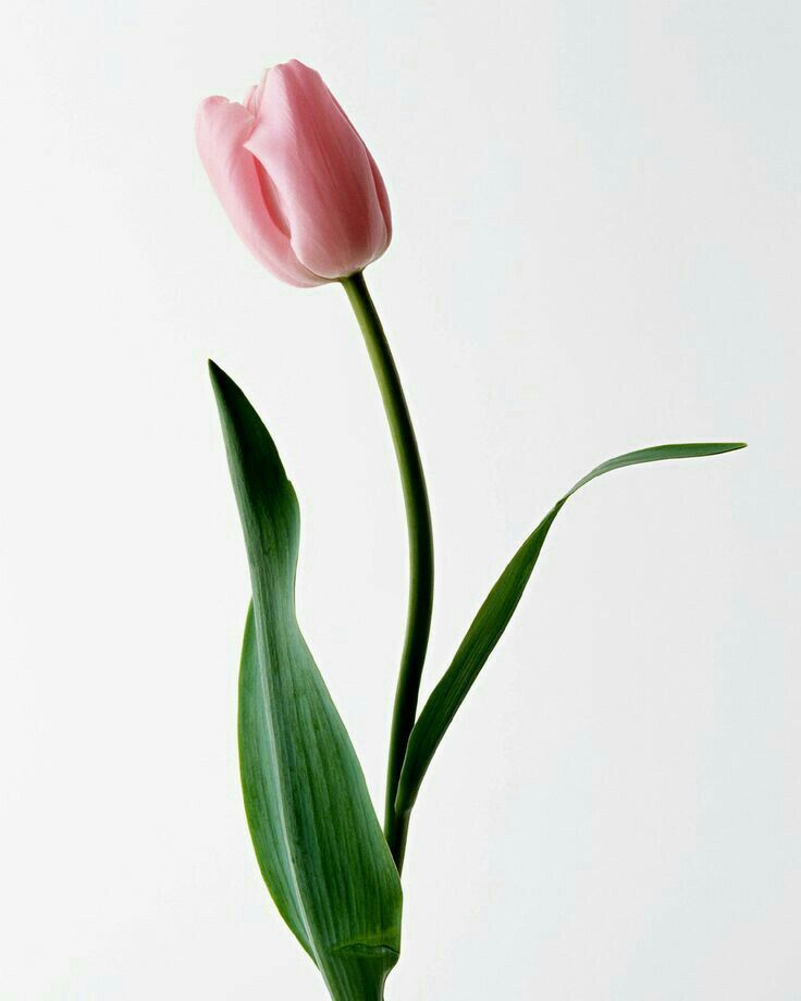 Tulip
